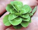 21-leaf clover ~ Pink Tentacle