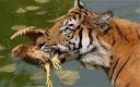 http://i.telegraph.co.uk/multimedia/archive/01805/china-tiger_1805851c.jpg