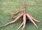 FRUITS and VEGETABLES WORLD: ROOT CASSAVA IS YUMMY
