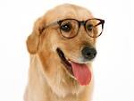 25 Animals With Glasses