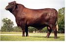 King Ranch