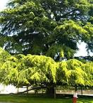 File:Giant Cypress tree in Tours, France.jpg - Wikipedia, the free ...
