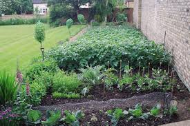 Santa Cruz Landscape fall gardening