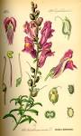 File:Illustration <b>Antirrhinum</b>