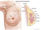 Drawing of female <b>breast</b>