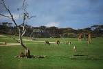 File:African plains view - Monarto.JPG - Wikipedia, the free ...
