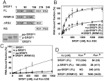 Interaction between the RNA binding domains of Ser-Arg splicing ... 