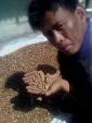 Kopi Luwak. From Wikipedia, the free encyclopedia - 200px-Indonesian_farmer_shows_coffee_beans_already_digested_by_Asian_Palm_Civet,_but_before_cleaning_and_roasting