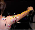 Targeted gripping reduces shoulder muscle activity and variability ... 