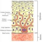 Intro to Anatomy 7: The Integumentary System - Freethought Forum