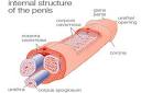 L Arginine. Information
