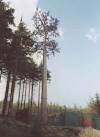 S3310 : Mobile phone mast - via Daymix