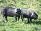 TM0844 : Large Black Pigs - via Daymix
