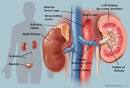 The Kidneys (Human Anatomy): Picture, Function, Definition, and ...