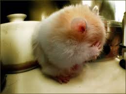 http://t3.gstatic.com/images?q=tbn:ANd9GcTaooglH99crJ-R9ISjK8udn6tUk6zyLn8QgYLvVtMIPaFZQ2sp7w