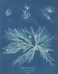 Dictyota dichotoma by ANNA ATKINS - British Library Prints