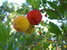 local ecologist: Tree Walk: Evergreen vs. deciduous, implications ...