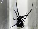 Black Widow Spider Bite Symptoms, Diagnosis, Treatment and ...