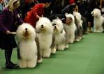 Kennel Club Dog Show at