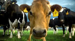 external image images?q=tbn:ANd9GcTbHLGWAXBNoknfHXXuCI2yXoPMuPEOQzgIcH9Wt3zzmle2suapEg