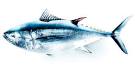 Tuna's End - NYTimes.