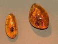 Amber - Color Sorting