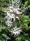 Cat's whiskers (<b>Orthosiphon</b>
