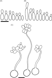 Image result for Leucosporidium lari-marini