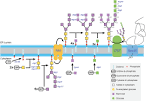 The Clemons Lab @ Caltech - N-linked glycosylation