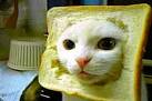 The 'Breading Cats' Meme Is Still a Thing Apparently [