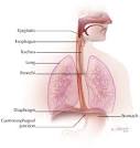 Poses for the Throat Chakra | Prajna Yoga