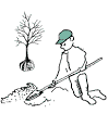 Transplanting Trees and Shrubs
