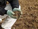 Manure