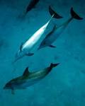 File:Atlantic Spotted Dolphin.jpg - Wikipedia, the free encyclopedia