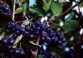 Aronia melanocarpa