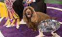 Westminster Dog Show 2012�as