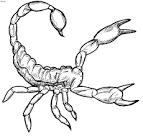 Scorpion coloring page