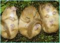 Dormice -