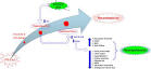 ScienceDirect.com - Biomedicine & Aging Pathology - Elucidation of