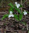<b>Trillium</b>
