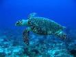 Sea turtle - Wikipedia, the free encyclopedia