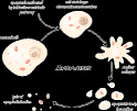 The Science Creative Quarterly » APOPTOSIS