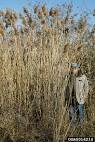 Common Reed