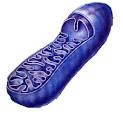 Evidence for the Endosymbiotic Hypothesis | The Endosymbiotic ...