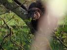 N8409 : North American Mink - via Daymix