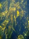 Kelp forest, Ardtoe - via Daymix