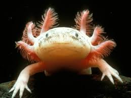 mes bacs à axolotls  Images?q=tbn:ANd9GcTcUg85rWnGeZQ0ENdBtSOAh350XD-yoY1_Wcu8i3ZDWY688anu7w