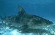 Carcharhiniformes