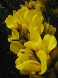 Flowers photo 6