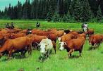 Types &amp; Origin | Cattle, Cows, Bovine Information and facts